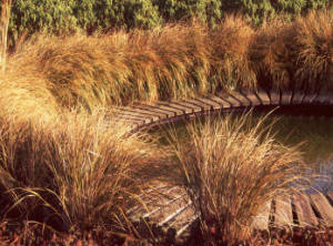Stipa arundinacea planted around a pond - Autumn colour
